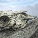 Skull 130210_3